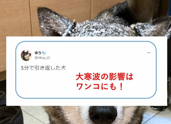 寒すぎて5分で引き返した犬「ちょっと！話が違う！」そんな表情で飼い主を見つめる愛犬の表情が切実