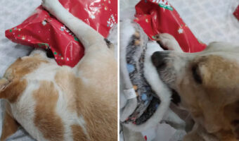 クリスマスプレゼントを楽しそうに開ける愛犬。かじりながら上手に破ると中からブランケットが!早速くるまって嬉しそう!!