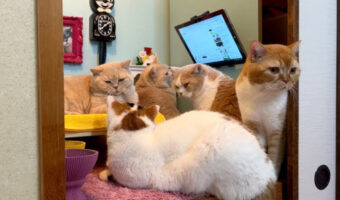 【素敵なDIY】押入れが猫たちの秘密基地に大変身！