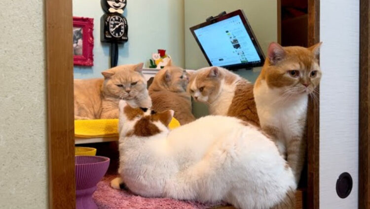 【素敵なDIY】押入れが猫たちの秘密基地に大変身！