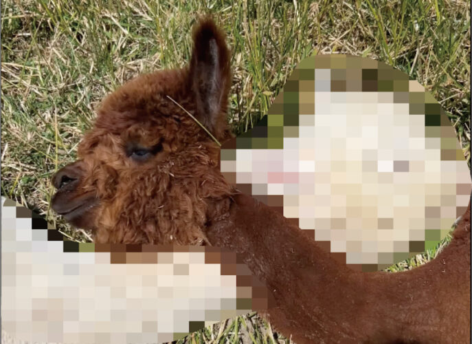 ポカポカ陽気に誘われて・・。お昼寝中のアルパカですが、君が枕にしているのってもしかして・・！！