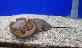 生きた化石カブトガニは仲間思い!?ひっくり返った仲間を元に戻そうと奮闘する姿が目撃される!