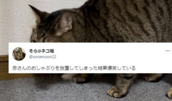 いつの間にかおしゃぶりを咥えていた愛猫!あまりのフィット感にこれは怒れない。