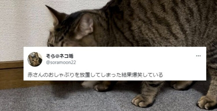 いつの間にかおしゃぶりを咥えていた愛猫！あまりのフィット感にこれは怒れない。