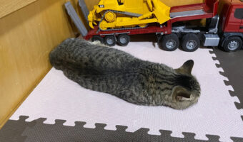 新種発見？ナマコになったネコチャンがかわいすぎた。