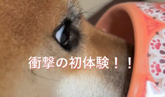 一体この子に何が！？生まれて初めての衝撃的な刺激に思わずこの表情！反応がかわいすぎるぞ！