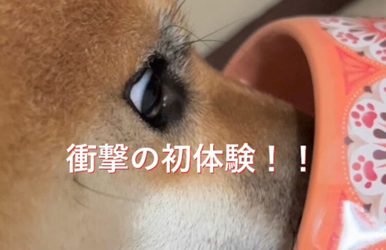 一体この子に何が！？生まれて初めての衝撃的な刺激に思わずこの表情！反応がかわいすぎるぞ！