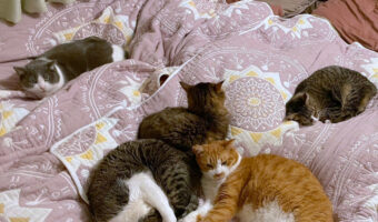 猫たちに人間のベッドを占領されているのでビッグサイズの猫ベッド買ったら快適になった?快適さが思ってたのと違った!