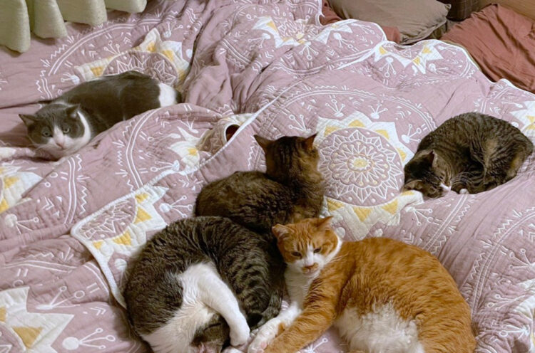 猫たちに人間のベッドを占領されているのでビッグサイズの猫ベッド買ったら快適になった？快適さが思ってたのと違った！