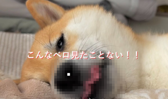 ベロどうなってんの!?こんな波打つベロ初めて見た!