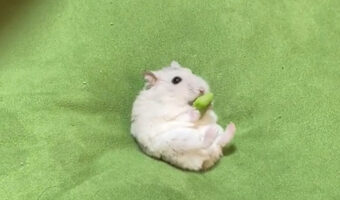 なんだかめちゃくちゃくつろいでるみたい！クッションに腰掛けブロッコリーを頬張るハムスター動画に癒される