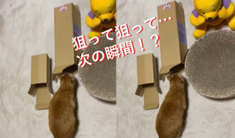 入らないんかーい!!これは確信犯的裏切り!確実に裏をかいてくる猫ちゃんの行動に笑ってしまう