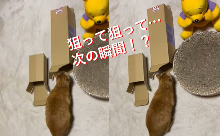 入らないんかーい！！これは確信犯的裏切り！確実に裏をかいてくる猫ちゃんの行動に笑ってしまう