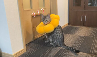 「あれ？なんで僕だけ通れないんだ？」いつも通れる場所を通れず困惑する猫ちゃんがかわいすぎる