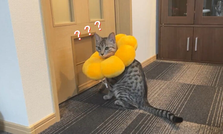 「あれ？なんで僕だけ通れないんだ？」いつも通れる場所を通れず困惑する猫ちゃんがかわいすぎる