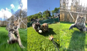 猫好き必見!猫写真家が紹介する躍動的な猫の写真や動画を撮る方法が画期的!これは真似したい!