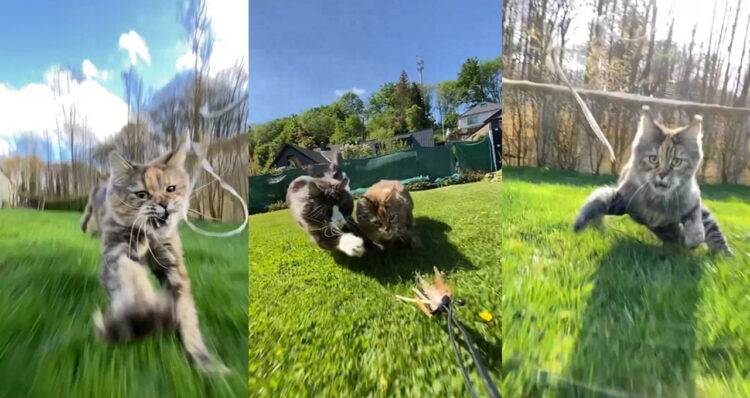 猫好き必見！猫写真家が紹介する躍動的な猫の写真や動画を撮る方法が画期的！これは真似したい！