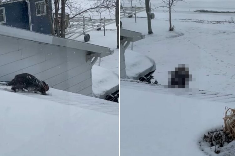 雪が積もったその日、屋根の上にいたのは・・カナダのシンボルとして知られる『あの動物』でした！！【海外・動画】