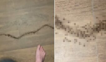 タイの宿に出現した大規模なアリの行列！中には列から仲間が離れないように警備員の役目をするアリまでいて・・なんだかスゴい！！【海外・動画】