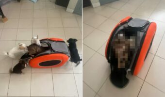 飼い主さんとお出かけしたいチワワたち。5匹揃ってバッグに自分から入っていきます!!