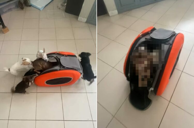 飼い主さんとお出かけしたいチワワたち。5匹揃ってバッグに自分から入っていきます！！