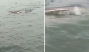 ボートで海を進んでいたら、前方にジンベエザメが!!このままではぶつかってしまいそうな距離です!!【海外・動画】