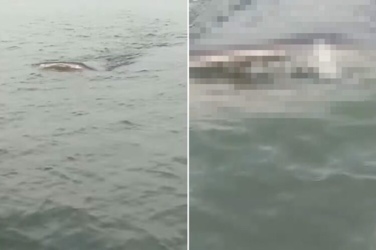 ボートで海を進んでいたら、前方にジンベエザメが！！このままではぶつかってしまいそうな距離です！！【海外・動画】