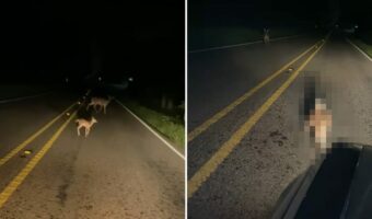 鹿の親子が道路を横断!停車し見守っていると!まさかの当り屋バンビ?