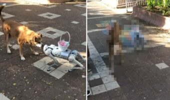 愛犬は最新ロボットにビックリ!!相手のことが気になって仕方ないようで、吠えながらどこまでも追跡します!!【海外・動画】