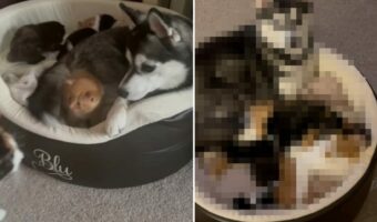 ハスキー犬は子猫たちのもうひとりのお母さん。最初は怒っていた母猫も共同子育てを受け入れてくれました！【海外・動画】