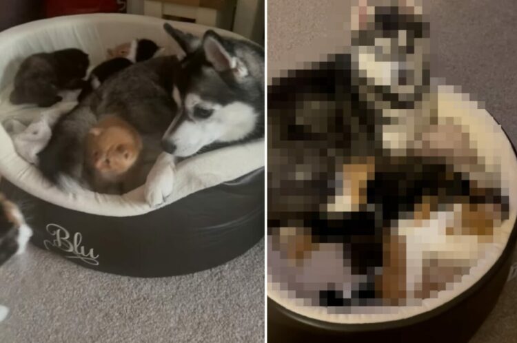 ハスキー犬は子猫たちのもうひとりのお母さん。最初は怒っていた母猫も共同子育てを受け入れてくれました！【海外・動画】