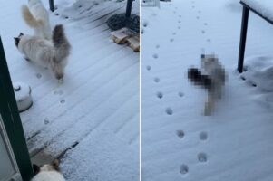 雪が降った後、裏庭に向かっていった3匹の猫。2匹はまっさらな雪の上に足跡をつけながら進んでいきますが、もう1匹は・・