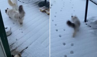 雪が降った後、裏庭に向かっていった3匹の猫。2匹はまっさらな雪の上に足跡をつけながら進んでいきますが、もう1匹は・・