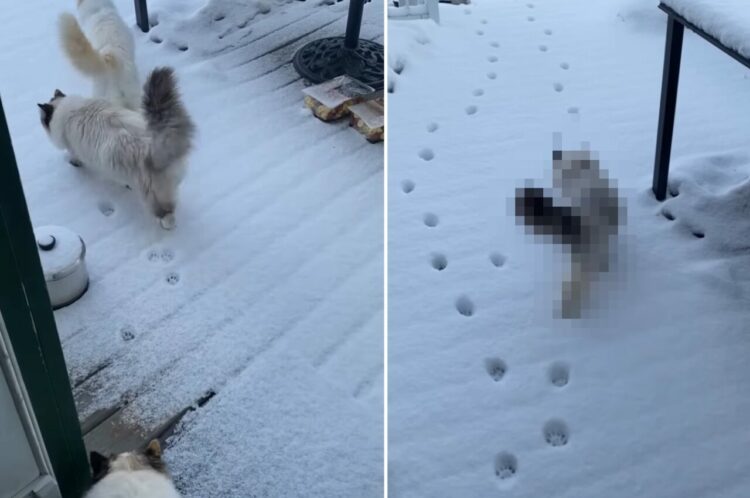 雪が降った後、裏庭に向かっていった3匹の猫。2匹はまっさらな雪の上に足跡をつけながら進んでいきますが、もう1匹は・・