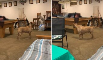 愛犬とかくれんぼ!飼い主さんが大胆すぎる場所に隠れた(?)ので、すぐに見つかるかと思いきや・・【アメリカ・動画】