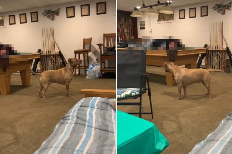 愛犬とかくれんぼ！飼い主さんが大胆すぎる場所に隠れた（？）ので、すぐに見つかるかと思いきや・・【アメリカ・動画】