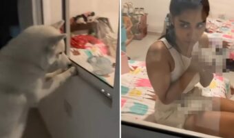 優しく見守っているのかな？窓の向こうを夢中で見つめるハスキー犬。この子が視線を送る相手は・・【海外・動画】