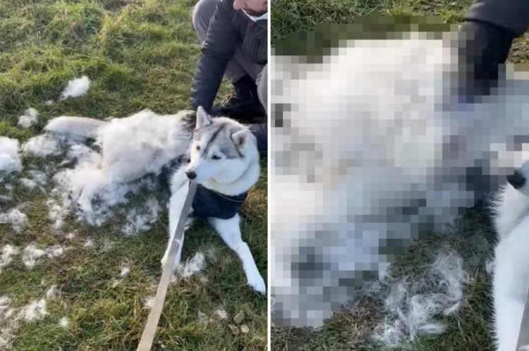 まるで羊みたい！？ハスキー犬をブラッシングしたら冬毛が出るわ出るわ・・とんでもない量です！！