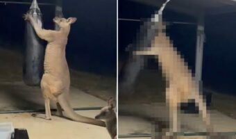 格闘家の風格を漂わせるカンガルー。たくましい上腕二頭筋は、抱え込んでいるそのサンドバッグで鍛えたの?【海外・動画】
