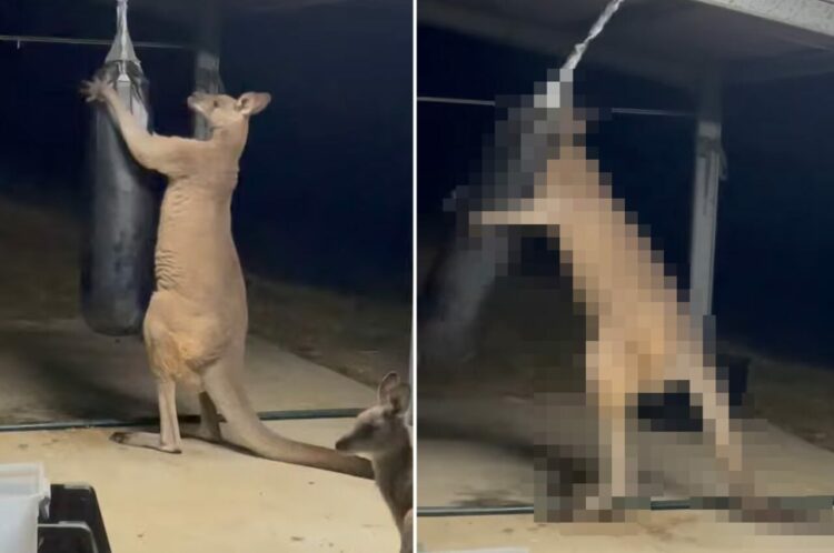 格闘家の風格を漂わせるカンガルー。たくましい上腕二頭筋は、抱え込んでいるそのサンドバッグで鍛えたの？【海外・動画】