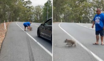 道路の真ん中に座り込んでいたのは、オーストラリアを代表する『あの動物』!?男性に促されて渋々移動し始めたその動物とは・・【海外・動画】
