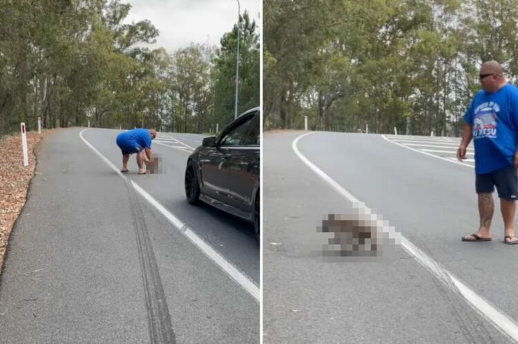 道路の真ん中に座り込んでいたのは、オーストラリアを代表する『あの動物』！？男性に促されて渋々移動し始めたその動物とは・・【海外・動画】