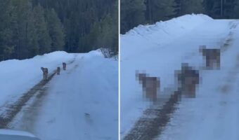 雪道を仲良く散歩していた『ある動物の親子』。猫にしては妙に足が太いと思ったら、正体はなんと・・!!【海外・動画】
