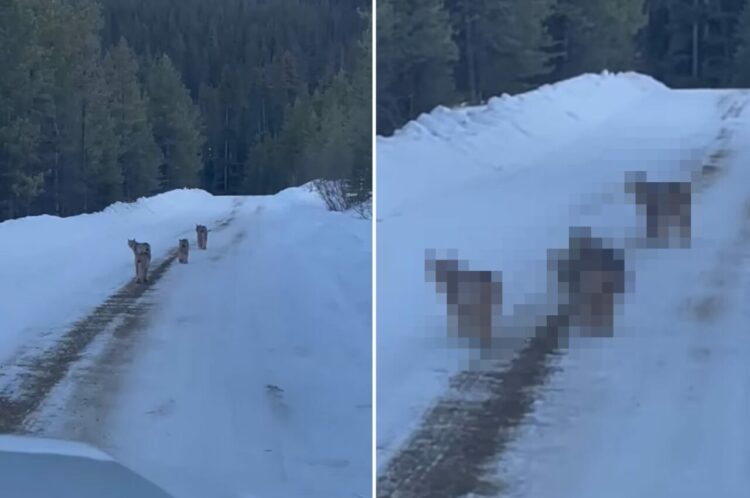 雪道を仲良く散歩していた『ある動物の親子』。猫にしては妙に足が太いと思ったら、正体はなんと・・！！【海外・動画】