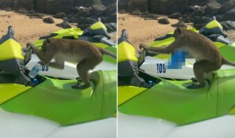 水上バイクの前にトコトコ現れたサル。水上バイクに乗り込んで水のボトルを取り出したと思ったら・・、とんでもないことをしでかしました!!