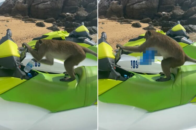 水上バイクの前にトコトコ現れたサル。水上バイクに乗り込んで水のボトルを取り出したと思ったら・・、とんでもないことをしでかしました！！