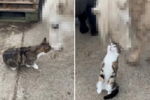 頭をスリスリ寄せて甘える猫。そのお相手は・・、自分よりも体がずっと大きなお友達です！！【海外・動画】