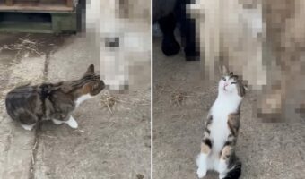 頭をスリスリ寄せて甘える猫。そのお相手は・・、自分よりも体がずっと大きなお友達です!!【海外・動画】