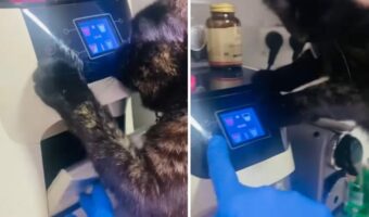 賢い猫と飼い主さんの白熱した戦い。なんと、猫がパネル操作をして水を出して水分補給をしようとしていたのです!!【海外・動画】