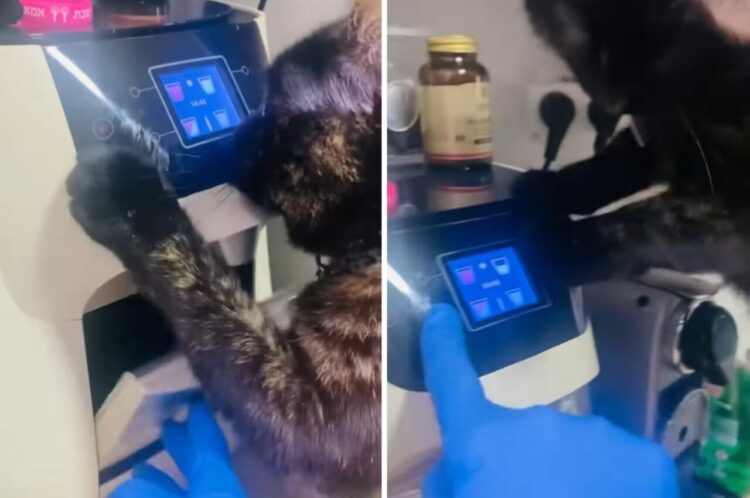 賢い猫と飼い主さんの白熱した戦い。なんと、猫がパネル操作をして水を出して水分補給をしようとしていたのです！！【海外・動画】